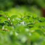 ¿Cuándo y cómo aporcar las patatas?