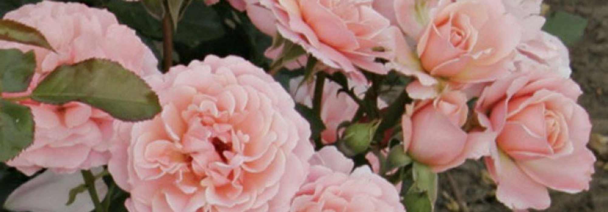 Las rosas de los artistas