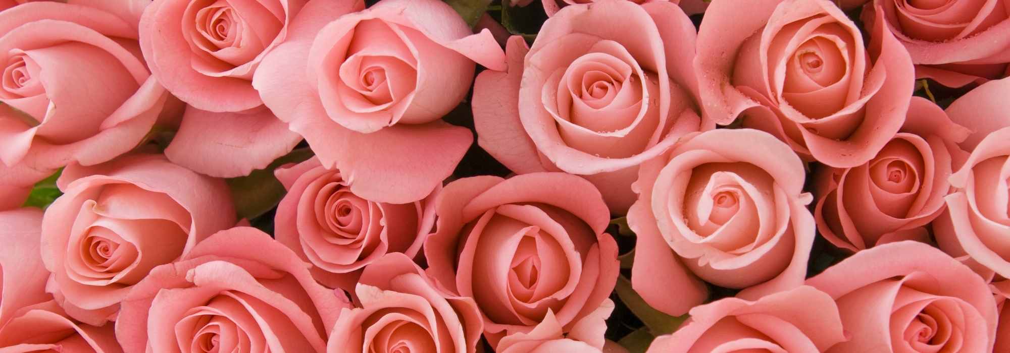 El perfume de las rosas