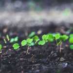 ¿Cómo sembrar semillas en cinta?