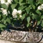 ¿Cómo cultivar celindo en macetas?