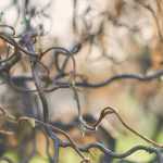 Árboles y arbustos tortuosos