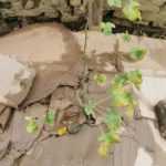 ¿Qué hacer con el cartón en el jardín?