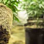 Espiralización de raíces