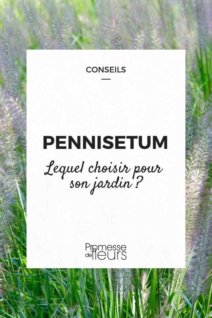 Pennisetum: guía de compra