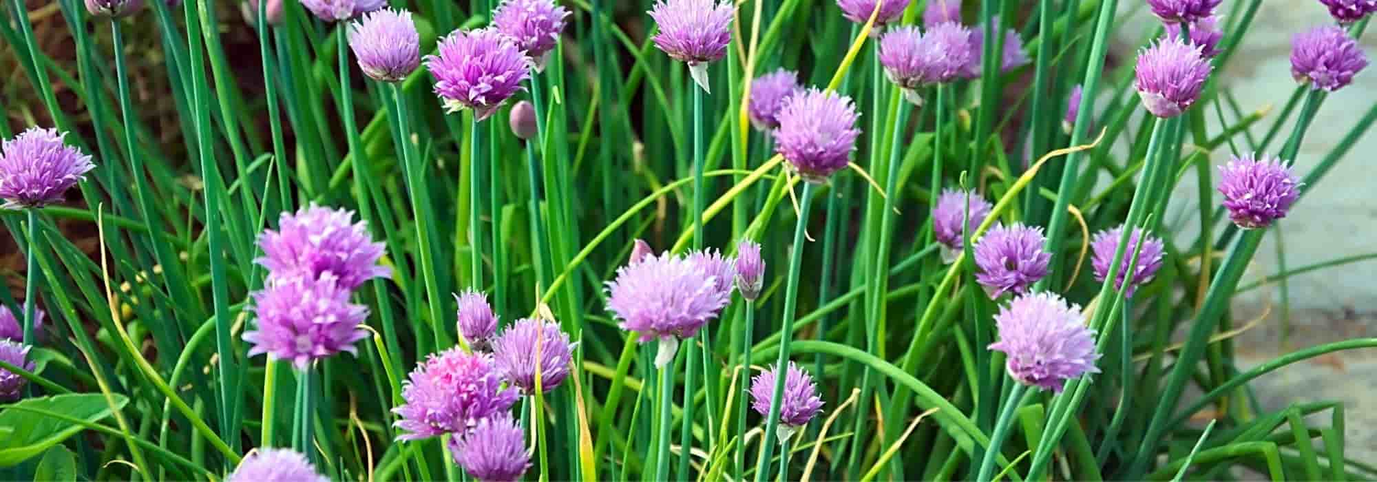 Cultivar cebollino en macetas con éxito