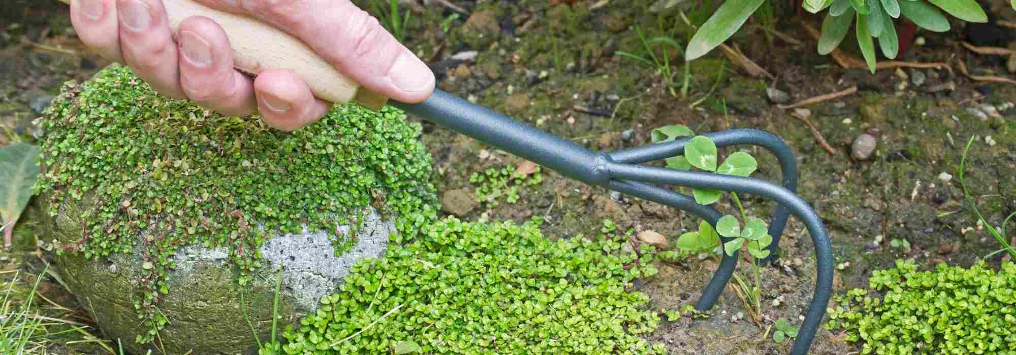 ¿Para qué sirve un cultivador manual o un rastrillo?