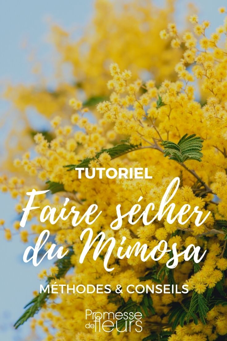 ¿Cómo secar flores de mimosa?