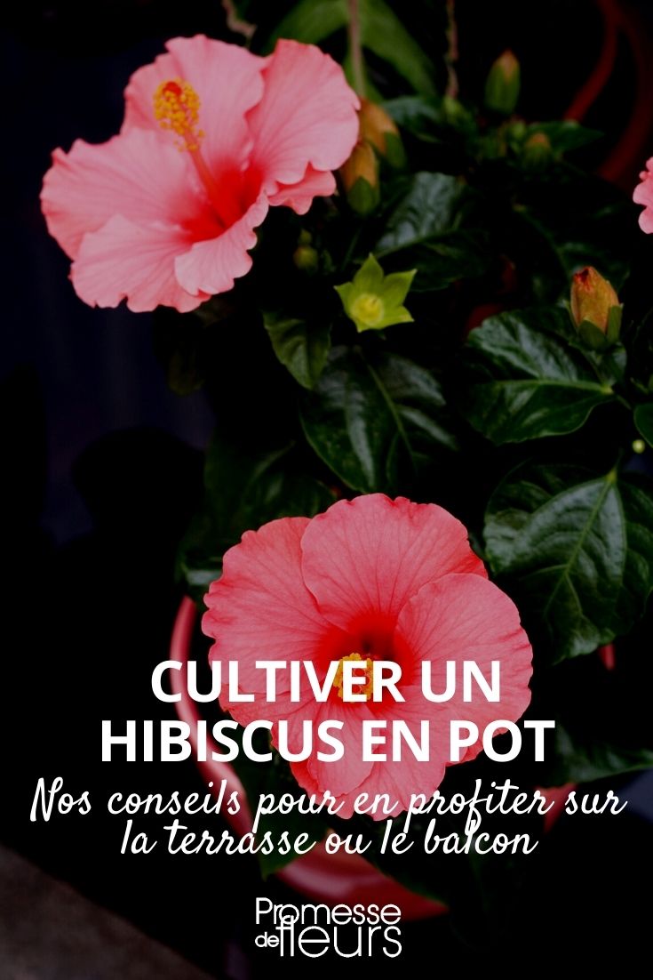 hibiscus en maceta