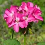 Consejos para lograr una siembra exitosa de Pelargonium