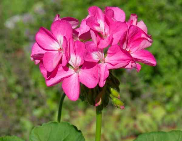 Consejos para lograr una siembra exitosa de Pelargonium