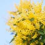 ¿Cómo secar la mimosa?