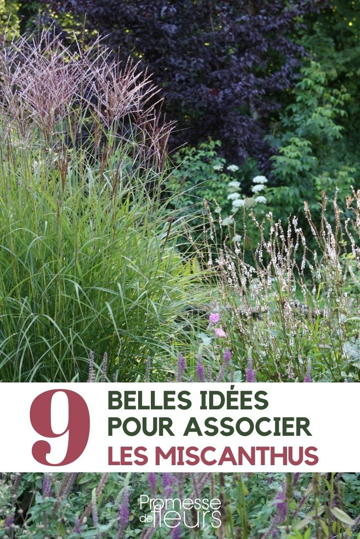 asociación de miscanthus