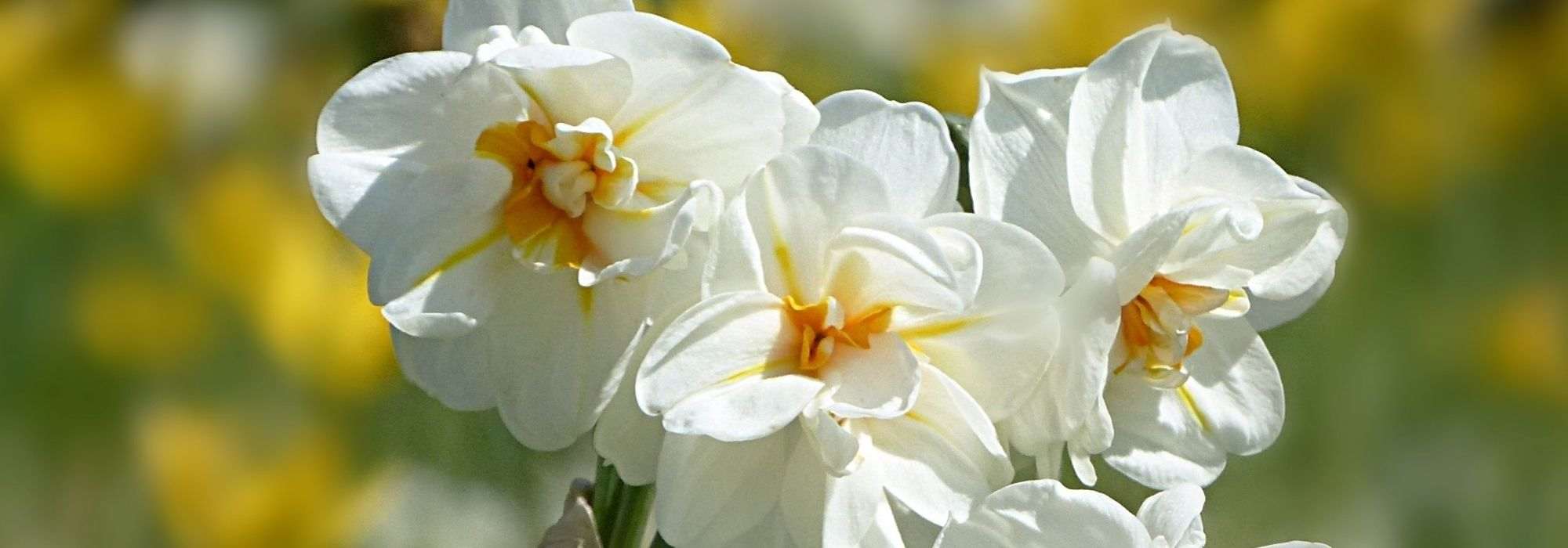 6 variedades de narcisos muy perfumadas