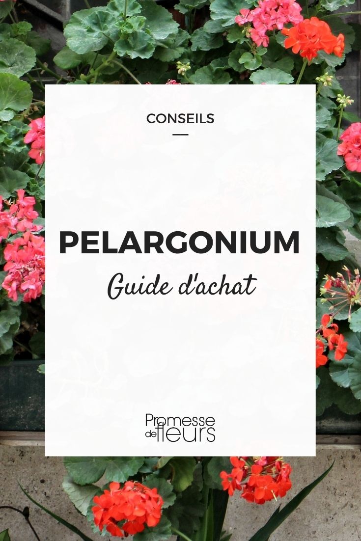 Pelargonium: ¿cuál elegir?
