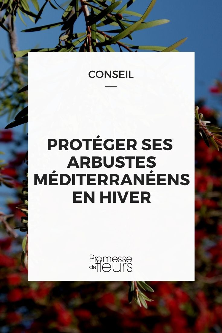 proteger arbustos mediterráneos