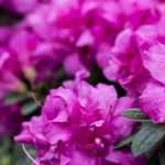 Cultivar una azalea en maceta