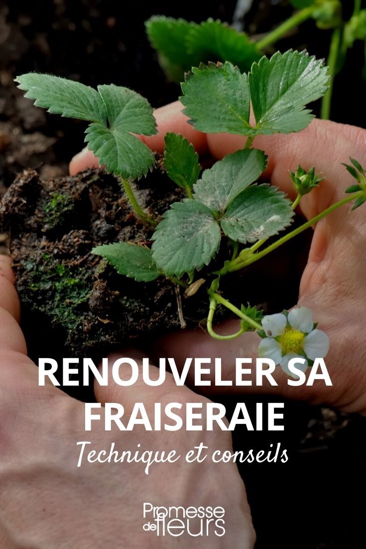 renovar una plantación de fresas