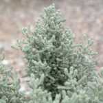 ¿Cómo hacer un esqueje de santolina?