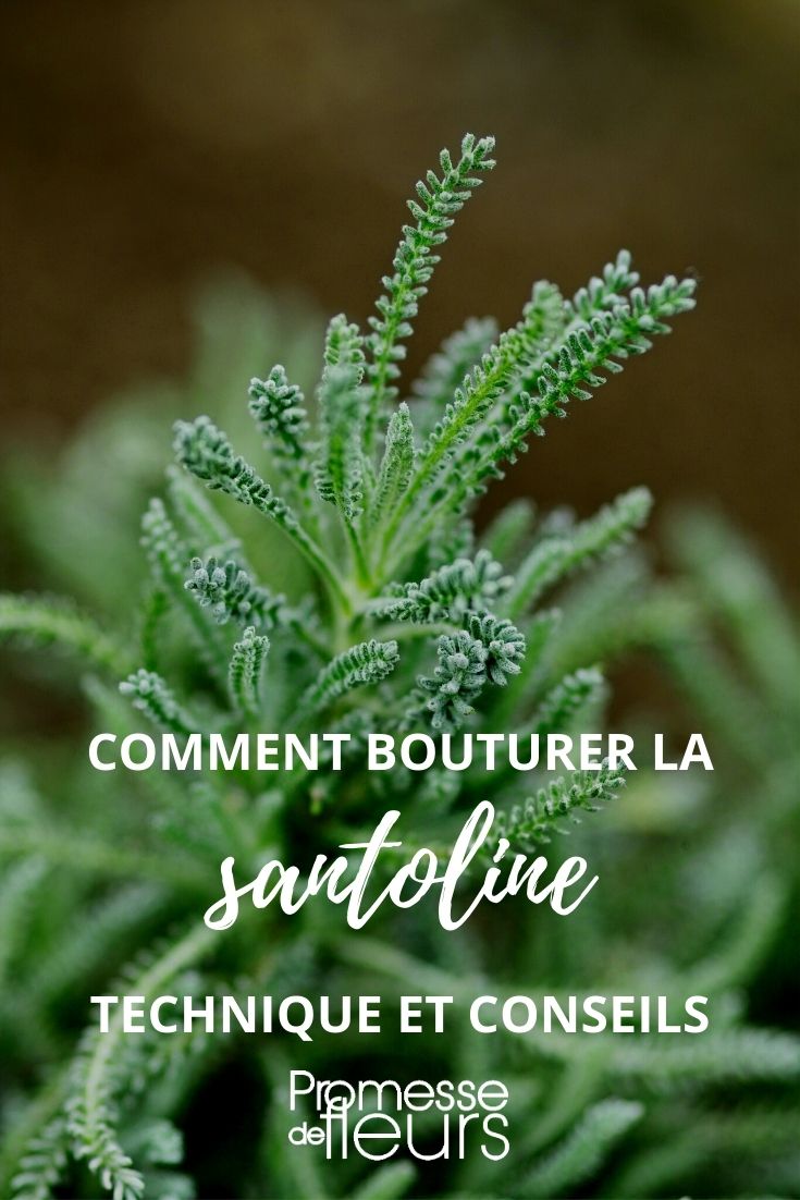 esqueje de santolina