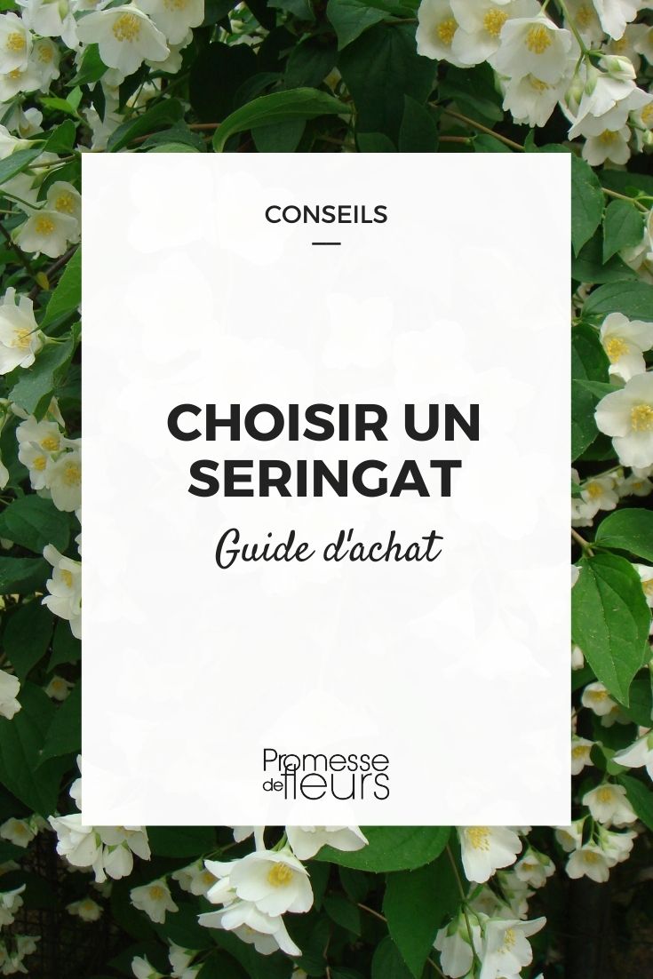 Seringat, Philadelphus, ¿cómo elegir?