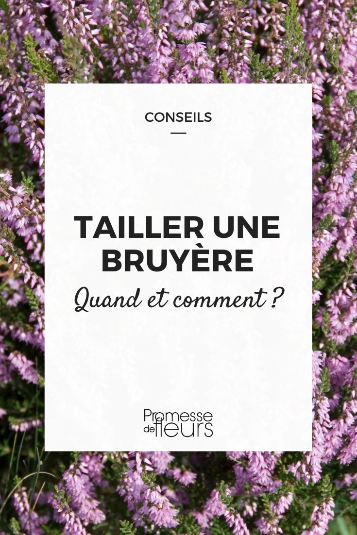**Cuándo y cómo podar un brezo**

El brezo es una planta resistente y decorativa que aporta un toque de color al jardín durante todo el año. Sin embargo, para mantener su forma y estimular su crecimiento, es esencial podarlo en el momento adecuado y de la manera correcta. Aquí te explicamos cuándo y cómo hacerlo.

### Cuándo podar el brezo

La época ideal para podar el brezo depende de su variedad:

1. **Brezo de invierno (Erica)**: Pódalo justo después de la floración, generalmente a finales de primavera o principios de verano. Esto permite que la planta tenga tiempo suficiente para desarrollar nuevos brotes antes del invierno.

2. **Brezo de verano (Calluna)**: Pódalo a principios de primavera, antes de que comience el nuevo crecimiento. Esto ayuda a mantener su forma compacta y a promover una floración abundante.

### Cómo podar el brezo

1. **Herramientas necesarias**: Utiliza unas tijeras de podar limpias y afiladas para evitar dañar la planta.

2. **Técnica de poda**:
   - Elimina las flores marchitas cortando justo por debajo de las inflorescencias.
   - Recorta ligeramente las ramas para mantener la forma deseada, pero evita cortar demasiado en la madera vieja, ya que esto puede dificultar el rebrote.
   - Asegúrate de que la planta mantenga una forma natural y redondeada.

3. **Cuidados posteriores**:
   - Después de la poda, riega la planta adecuadamente y aplica un poco de abono orgánico para estimular su crecimiento.
   - Mantén el suelo ligeramente húmedo y bien drenado.

Siguiendo estos consejos, tu brezo se mantendrá saludable, compacto y lleno de vida, aportando color y belleza a tu jardín durante todo el año.