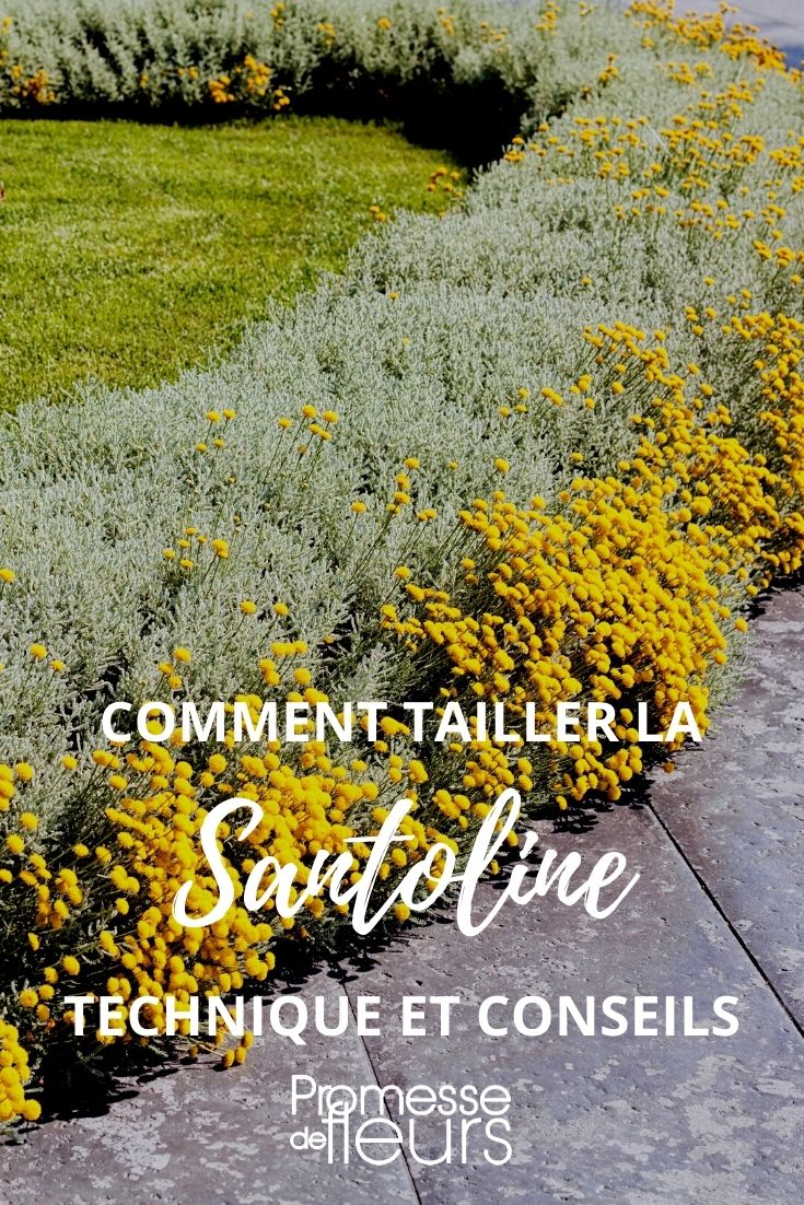 tamaño de la santolina