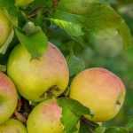 ¿Qué es la alternancia en frutales?