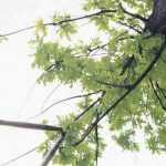 ¿Cómo podar un árbol?