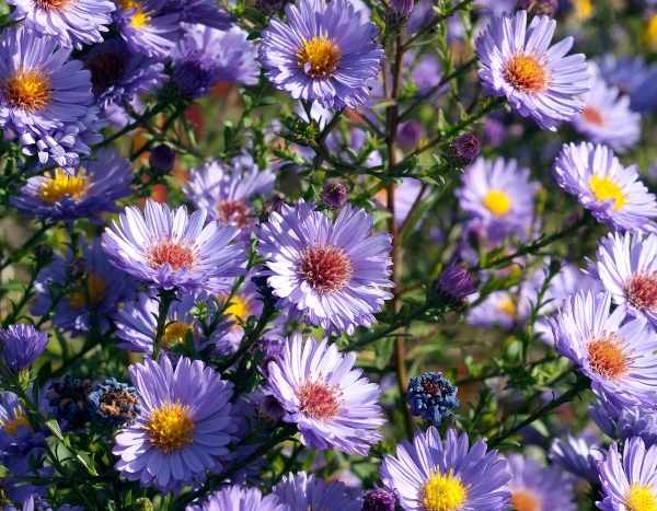Cómo rodrigar un Aster: Técnica y consejos