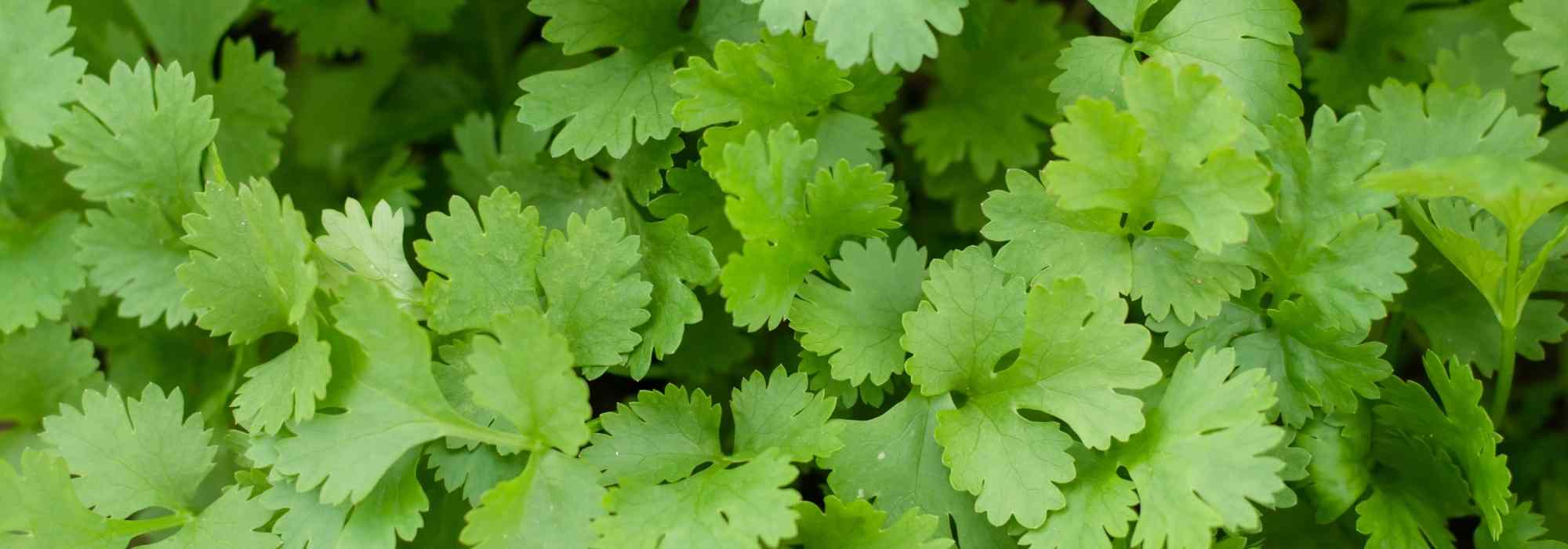 Cultivar cilantro en macetas
