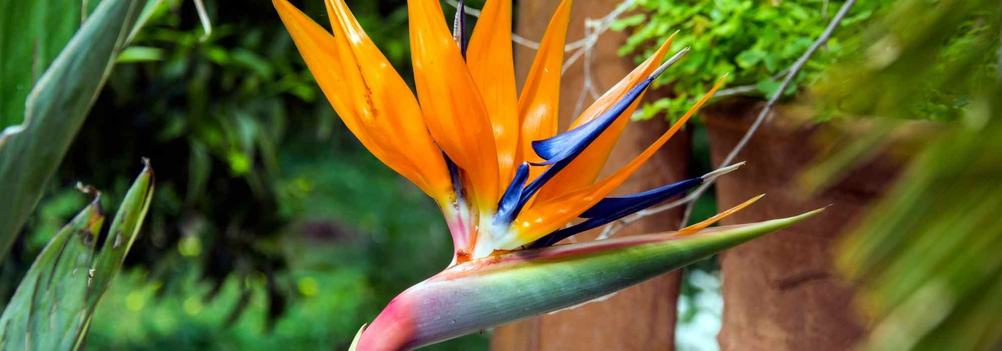 Cultivar Strelitzia en maceta