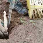 ¿Para qué sirve una gubia para espárragos blancos?