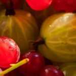 Cómo elegir bien tu grosellero: guía de compra