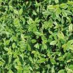 ¿Cómo cultivar el tomillo en macetas?