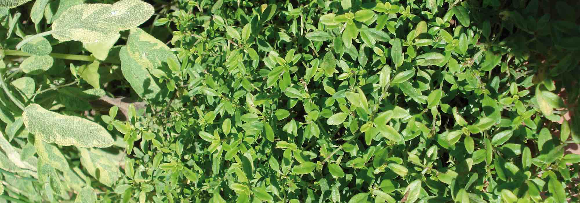 ¿Cómo cultivar el tomillo en macetas?