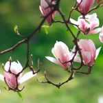 Magnolias: 7 ideas para combinarlas