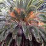 Phoenix: plantación, cultivo, cuidados