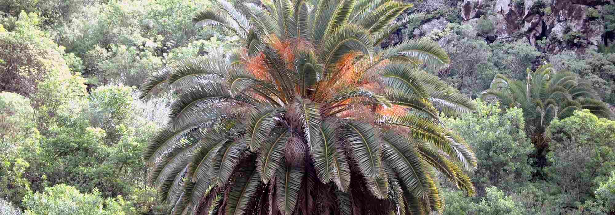 Phoenix: plantación, cultivo, cuidados