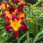 7 vivaces con flores XXL