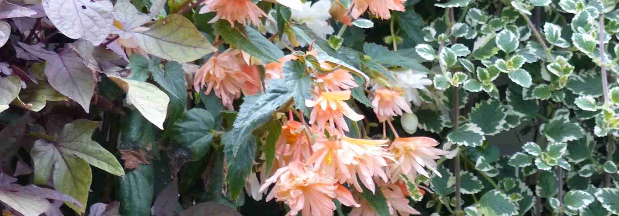 6 anuales o bienales para sombra