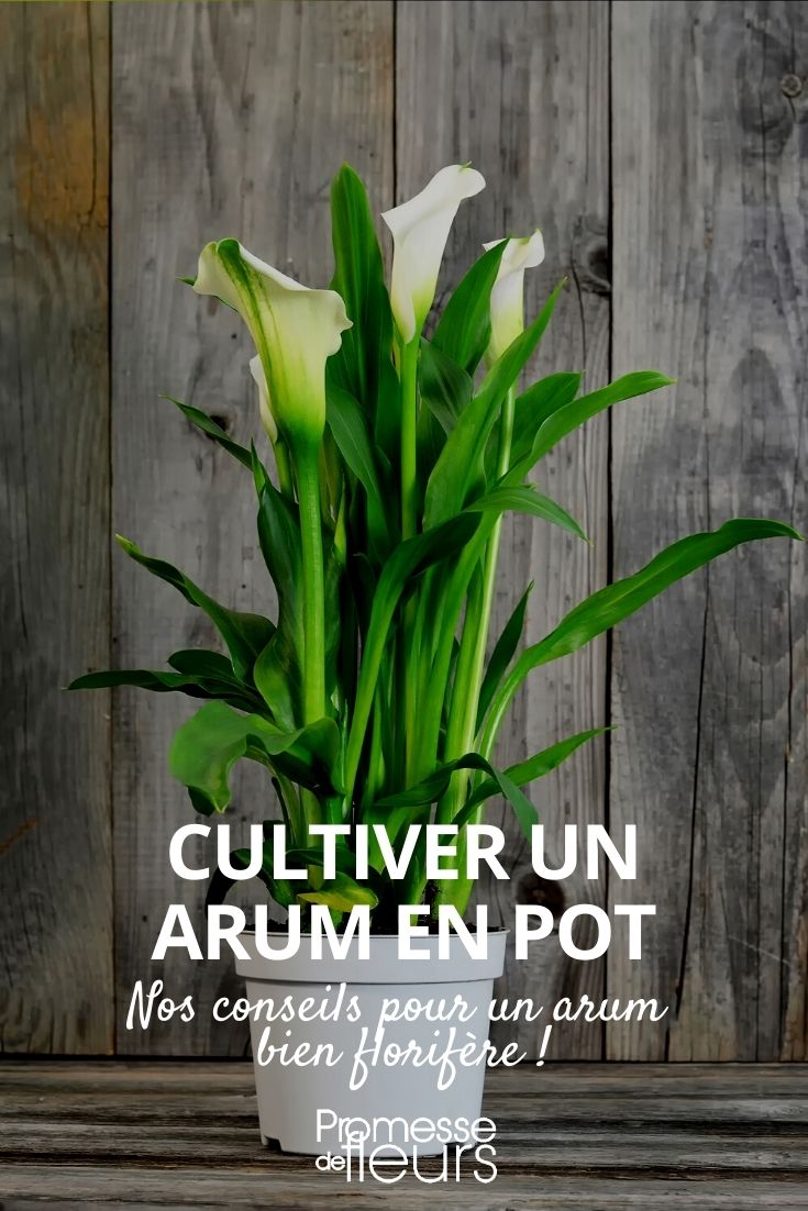 cultivar un arum en maceta