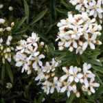 7 ideas para combinar el naranjo de Méjico