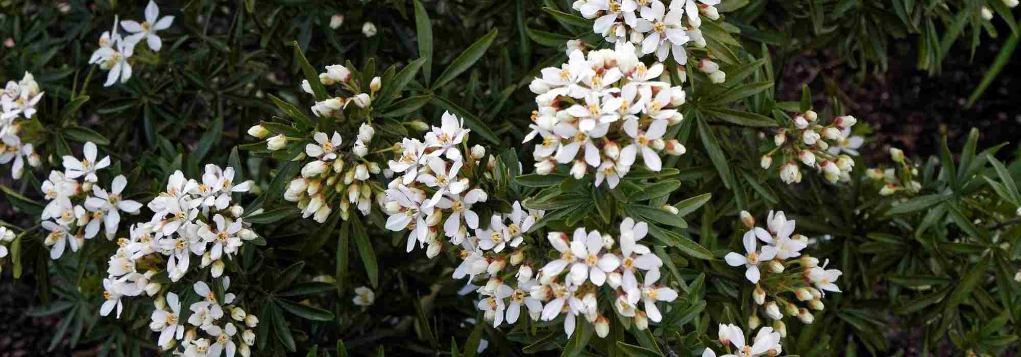 7 ideas para combinar el naranjo de Méjico