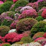 Azaleas japonesas: las mejores variedades