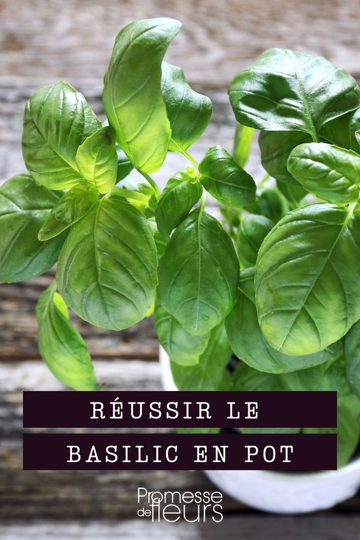 cultivar albahaca en maceta