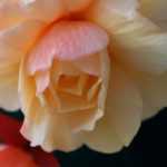 ¿Cómo hacer esquejes de begonia tuberosas?