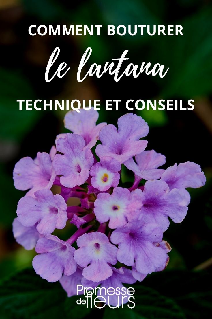 hacer un esqueje de lantana