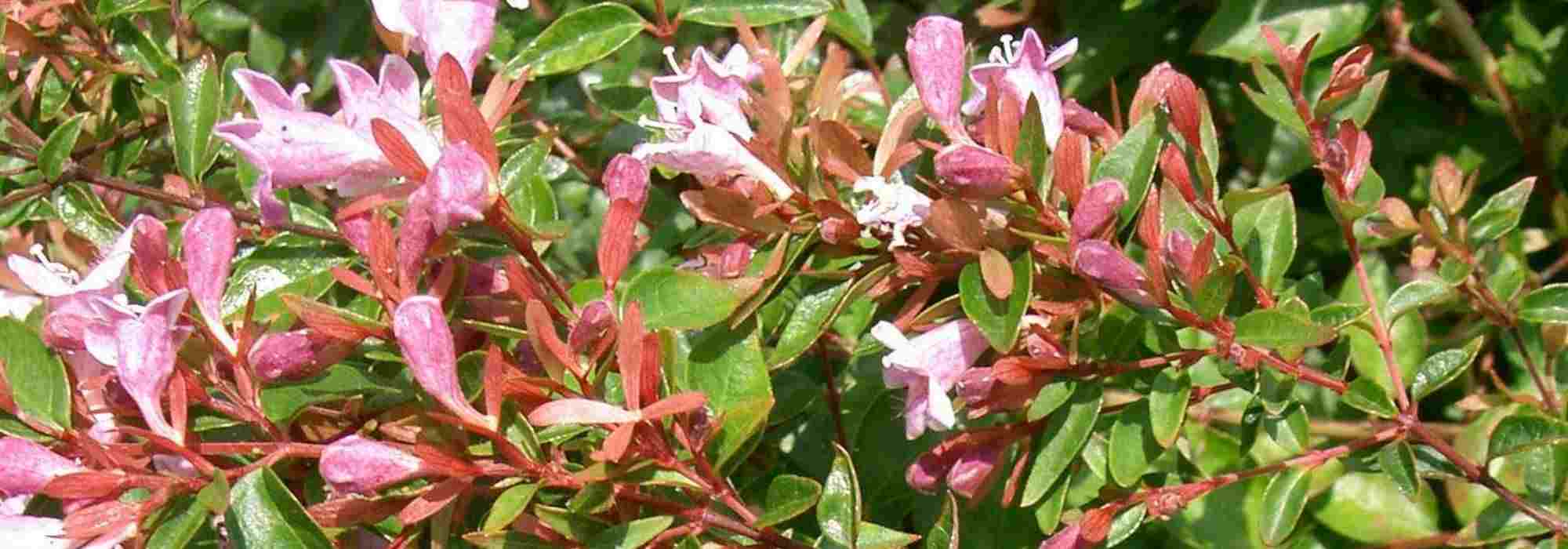 ¿Cómo elegir una abelia?