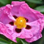 El cistus: cómo lograr un esqueje exitoso